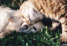 CREMAMUR, la franquicia que ofrece servicios funerarios para mascotas